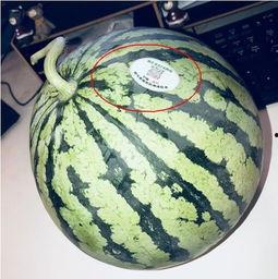 吃瓜网红聚集地,揭秘吃瓜网红聚集地的幕后故事  第1张